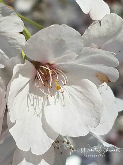 Macro white blossom