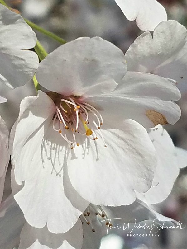 The Flower Hour #19: Almond Tree&nbsp;Blossoms