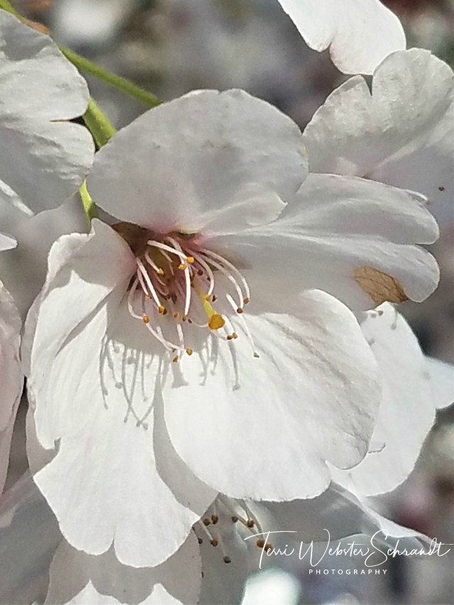Macro white blossom