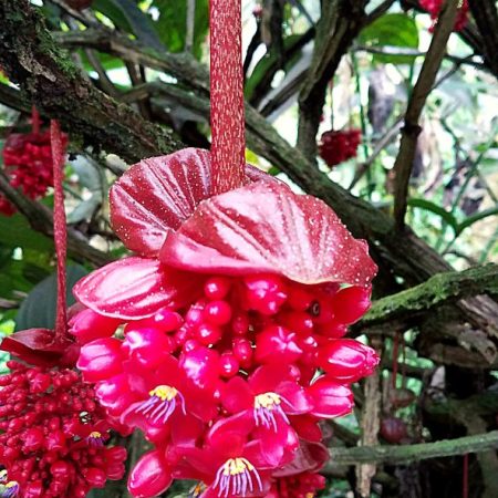 crimson medinilla red flower