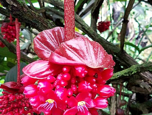 crimson medinilla red flower