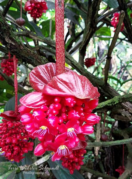 crimson medinilla red flower