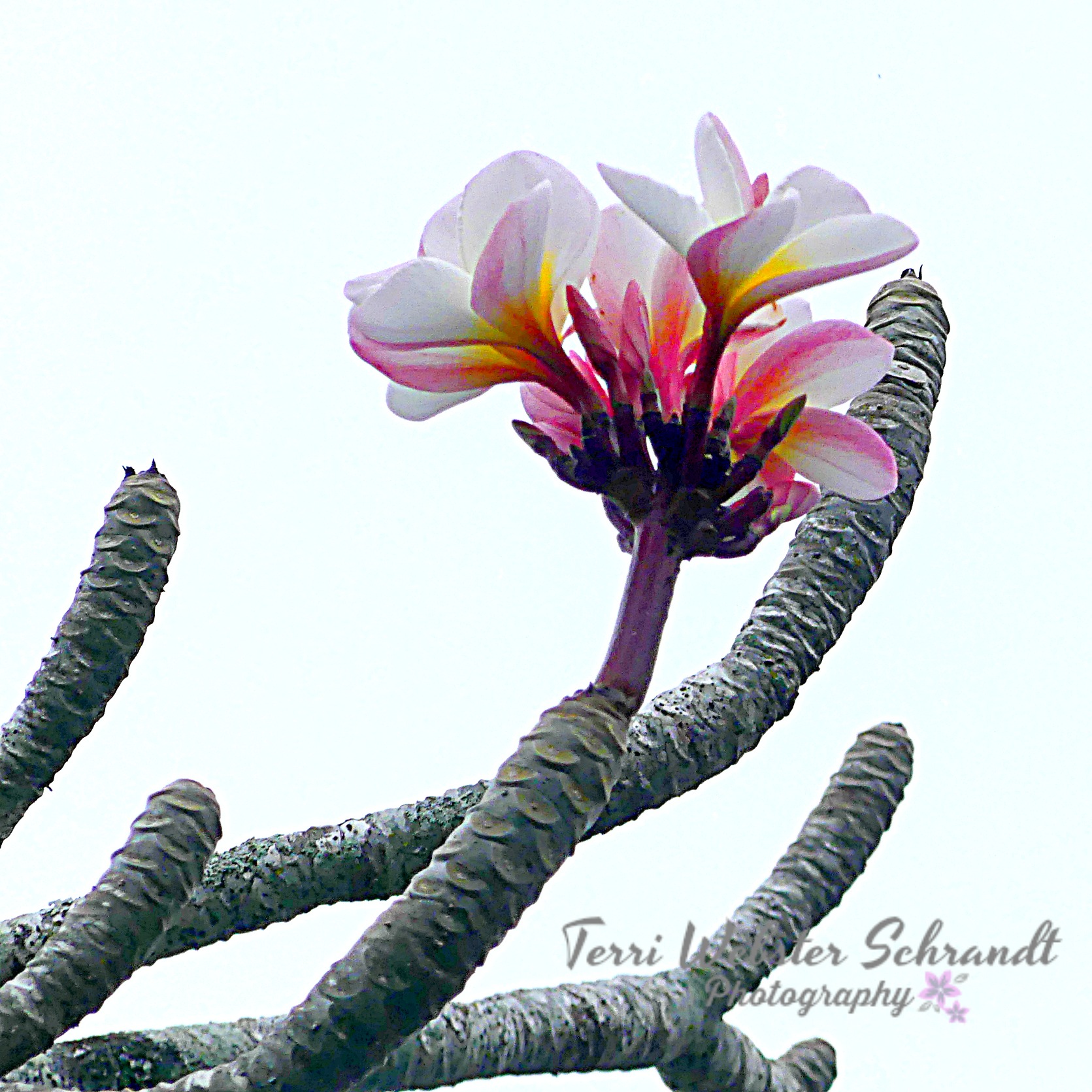 Plumeria welcomes spring