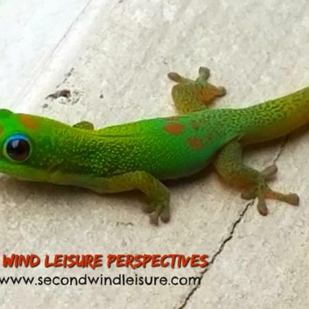 Island Gecko