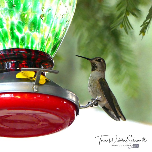 Hummingbird on Feeder