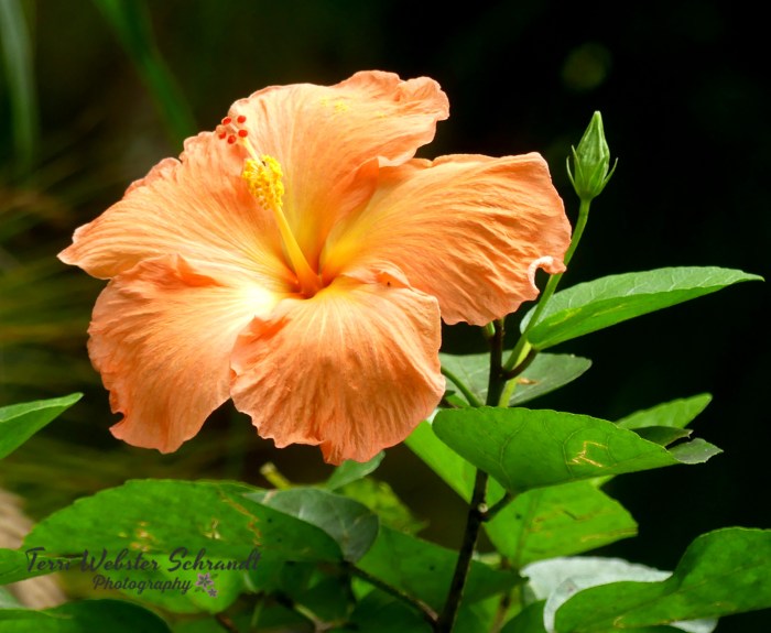 Orange hibiscus