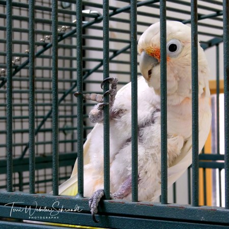 White cockatoo