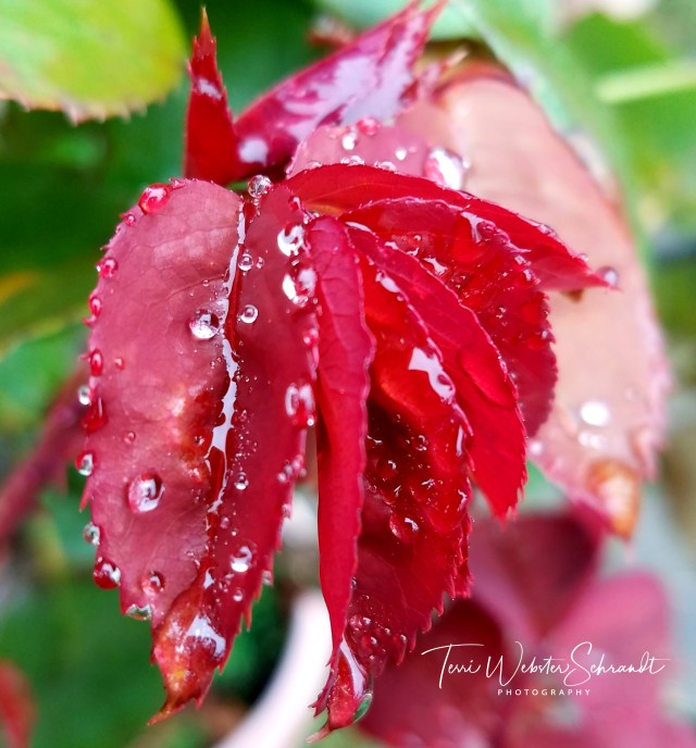 Delicate Drops and Spikes