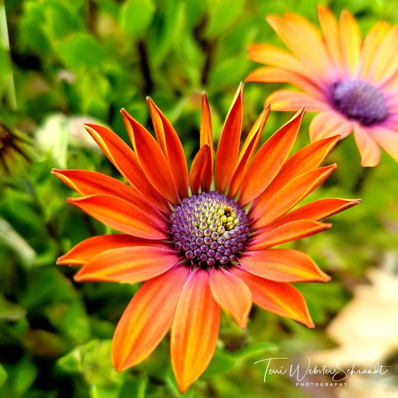 WordlessWednesday: Flamboyant #Florals