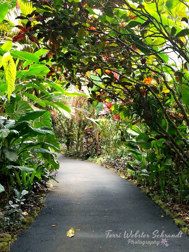 Pathway in the Botanical Gardens