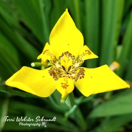 Catfaced Orchid welcomes Spring