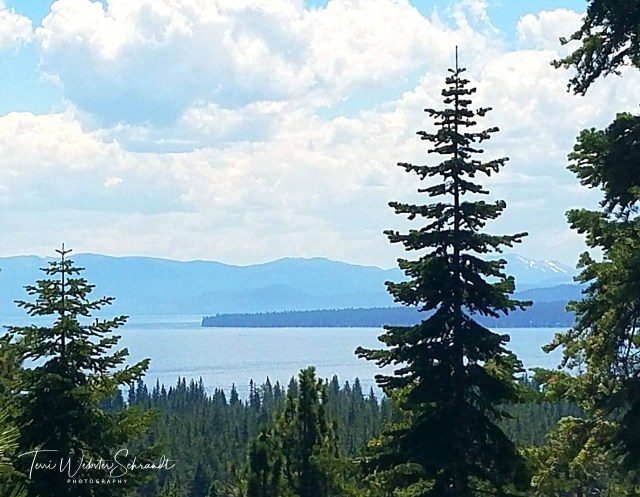 Pine trees surround beautiful Lake Tahoe.