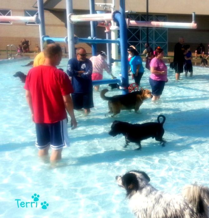 Public Pool Dog Playground