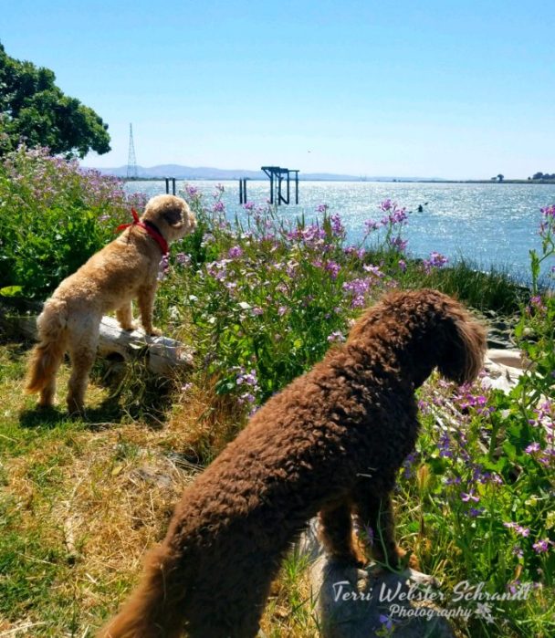 Dogs alert for Danger