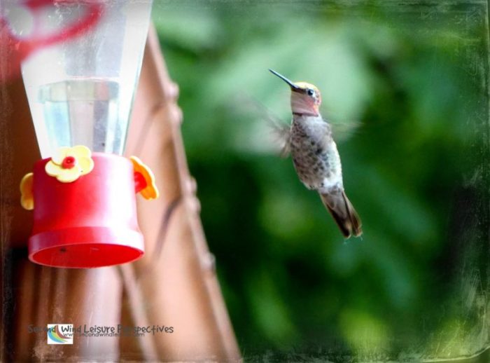 Hummingbird and feeder