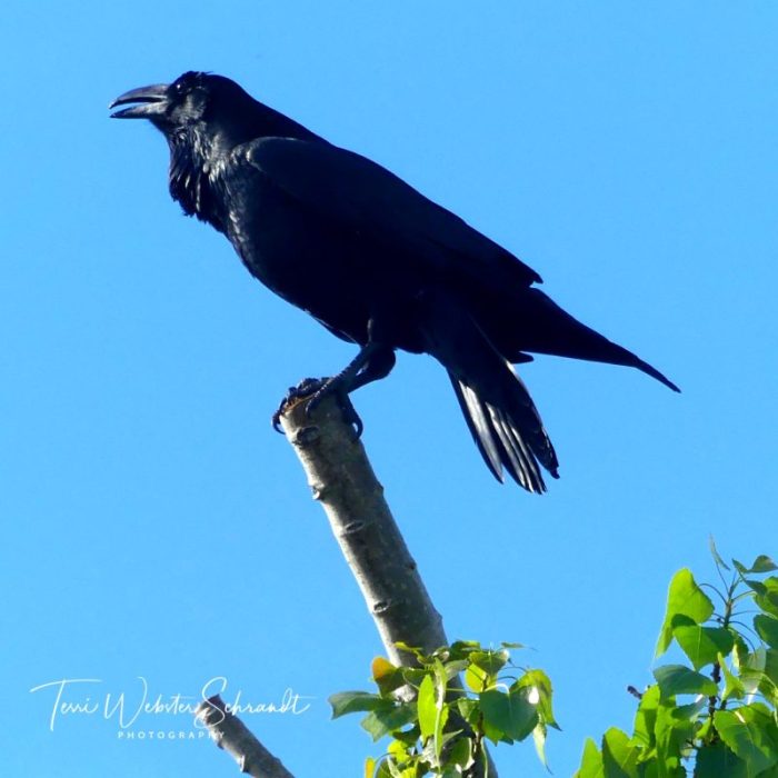 Creatures and Critters