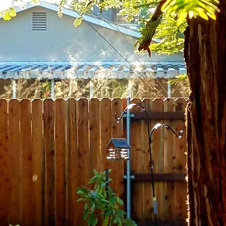Early morning steam on fence