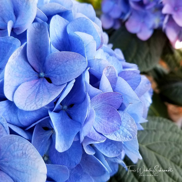 Blue and purple hydrangeas