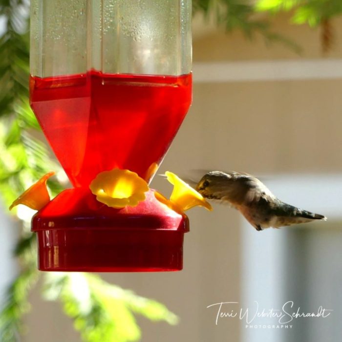 Hummingbird feeding