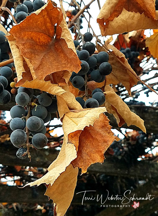 Frozen concord grapes