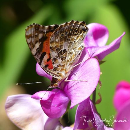 Pink Lady Butterfly