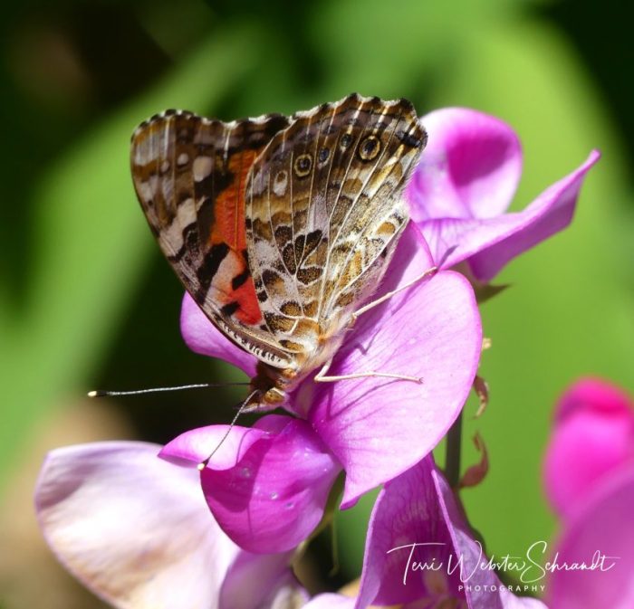 Pink Lady Butterfly