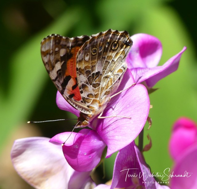 Pink Lady Butterfly
