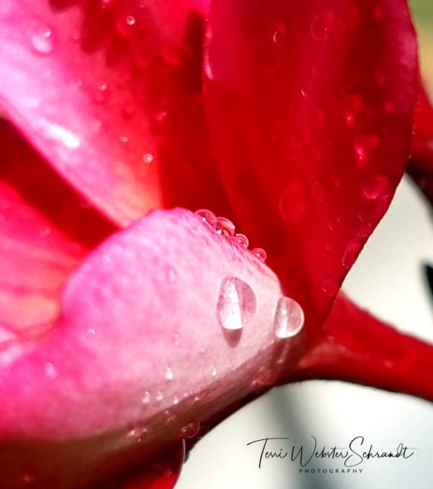 Plumeria water droplets