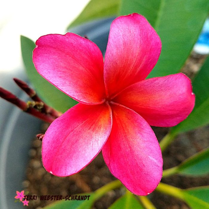 My first plumeria
