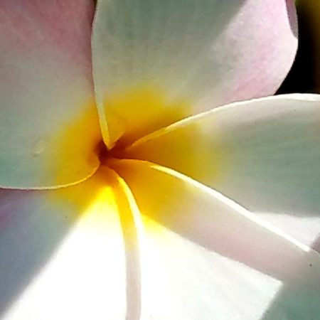 Macro Plumeria