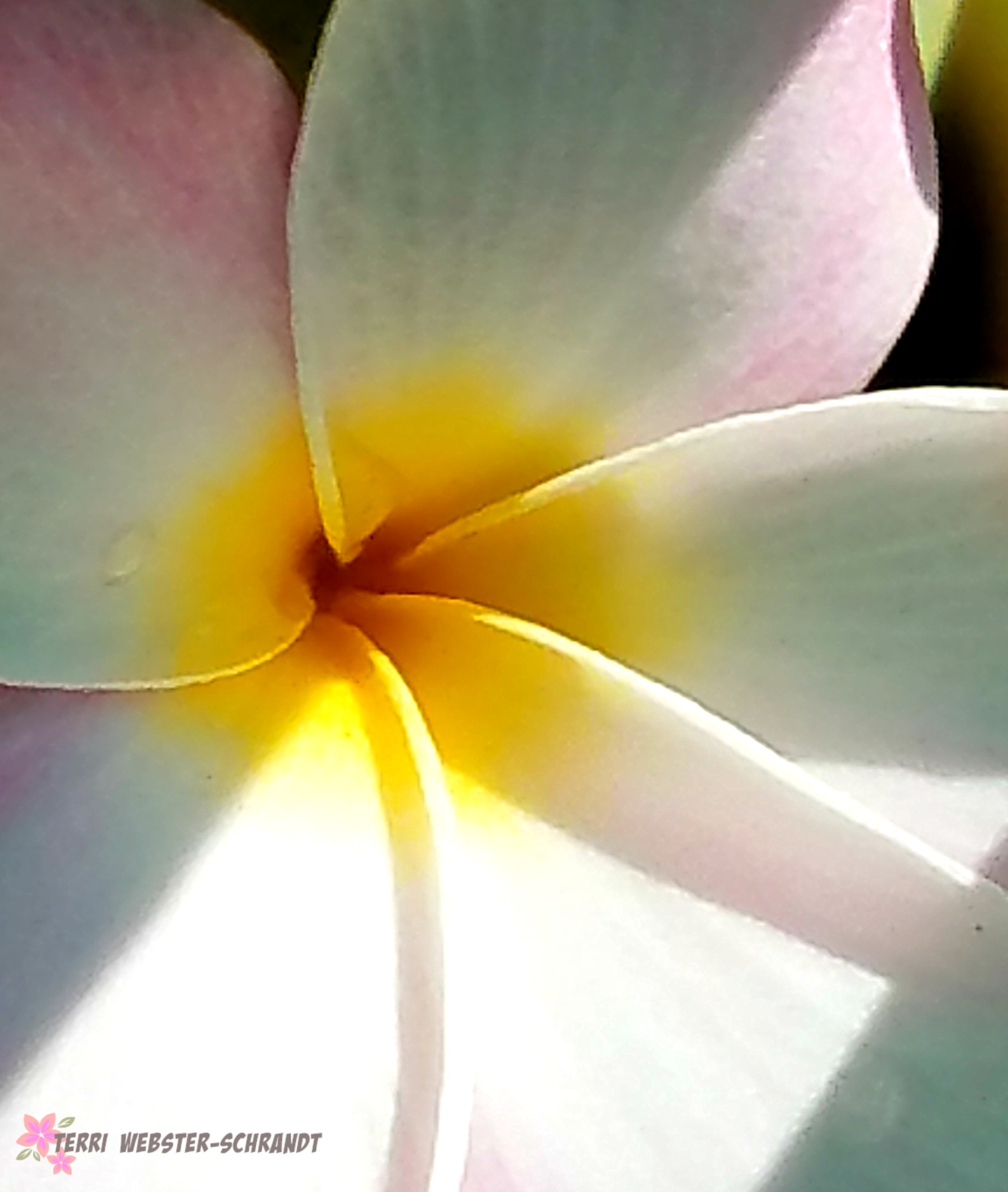 Macro Plumeria