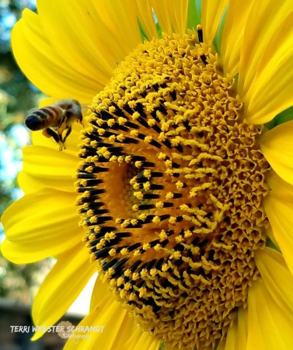 yellow bee sunflower