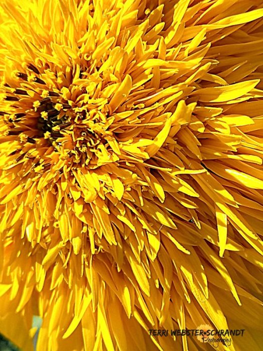 Tall Sungold Sunflower, TeddyBear