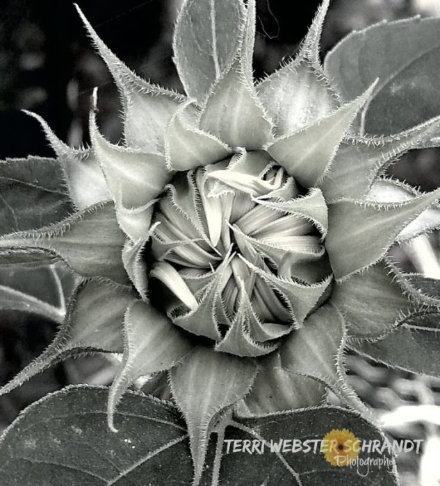 Black and White Sunflower Bud