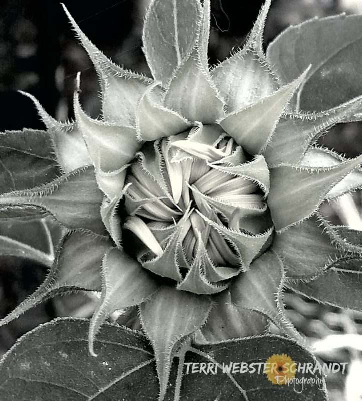 #WordlessWednesday: A Sunflower Demonstrates Tools of&nbsp;#Composition
