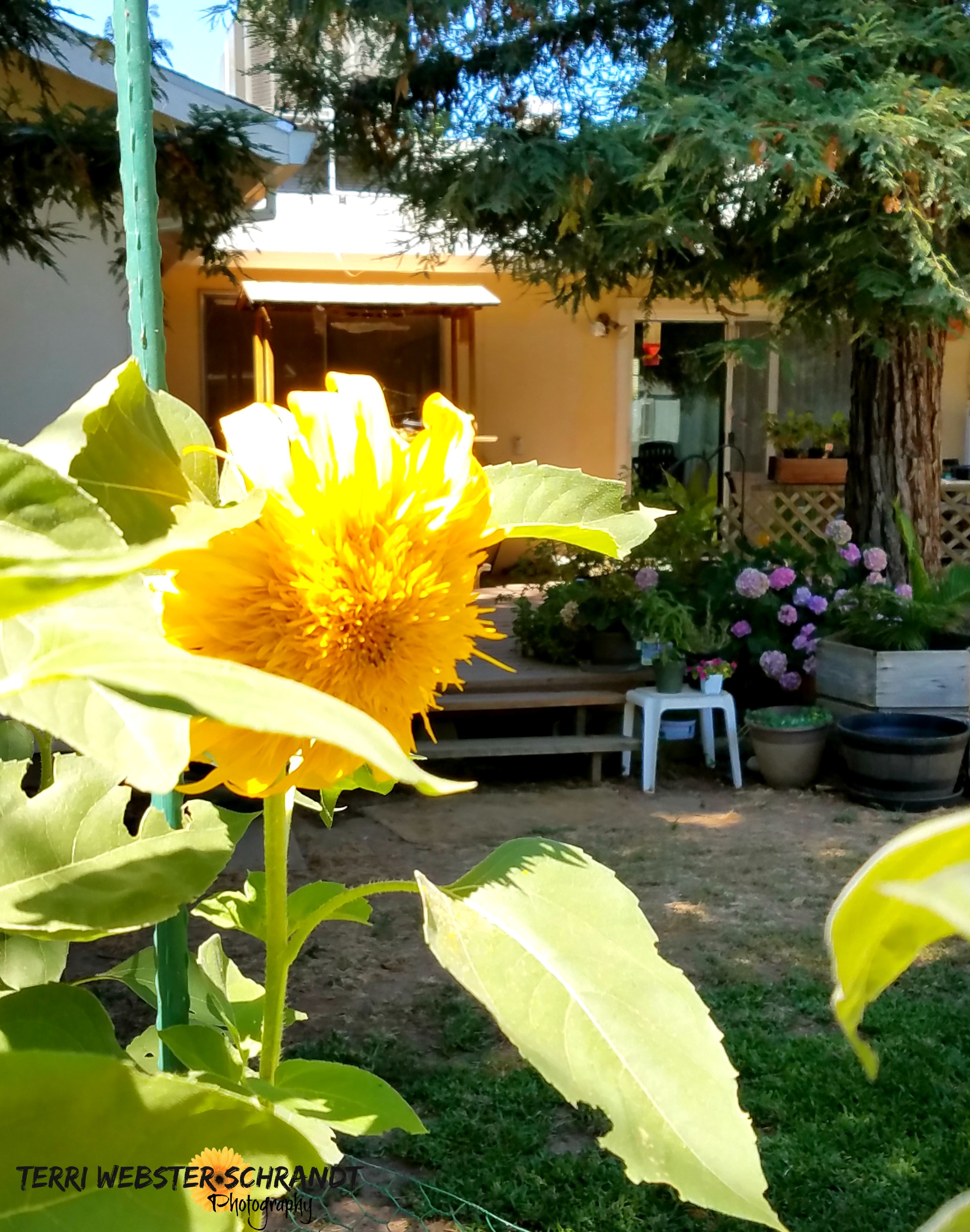 sunflower and garden view