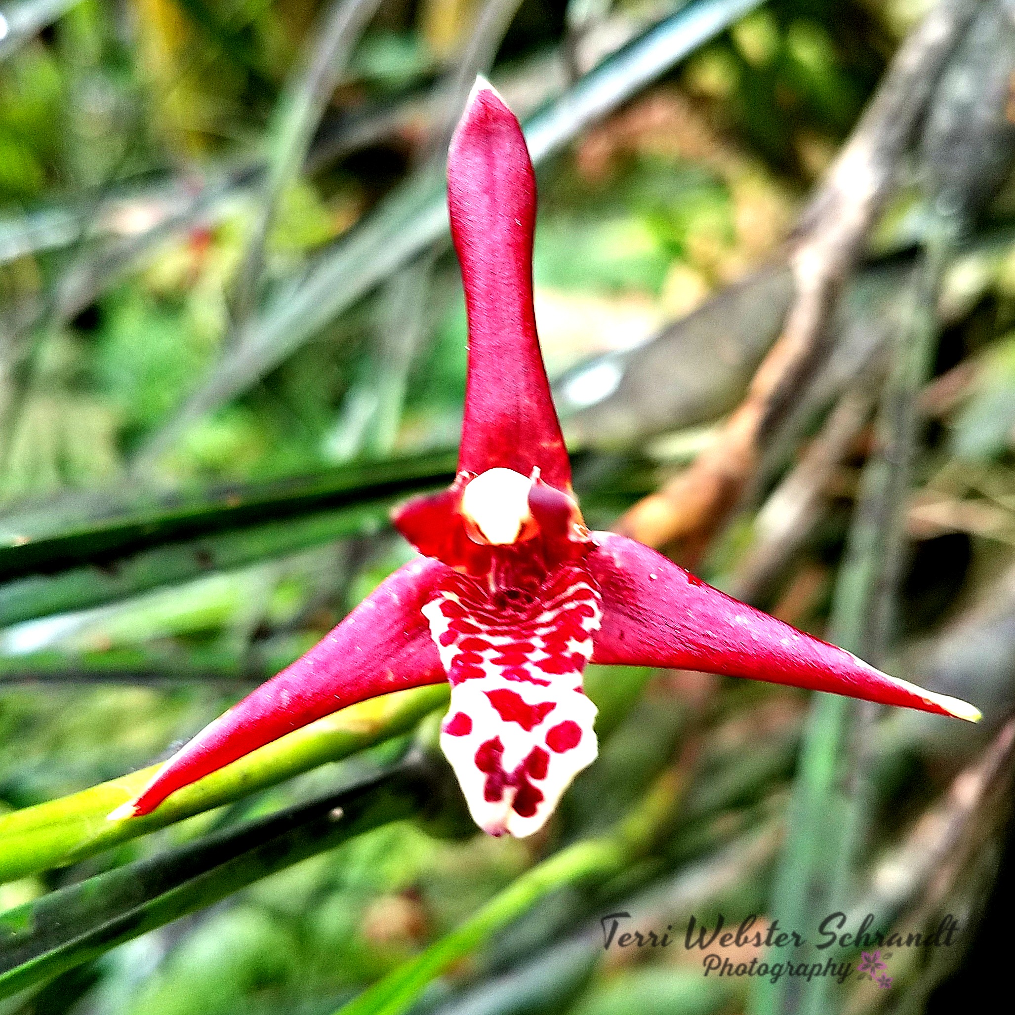 Triangular Mass Flower Sunday Stills: #Triangular Manifestation – Second Wind Leisure Perspectives