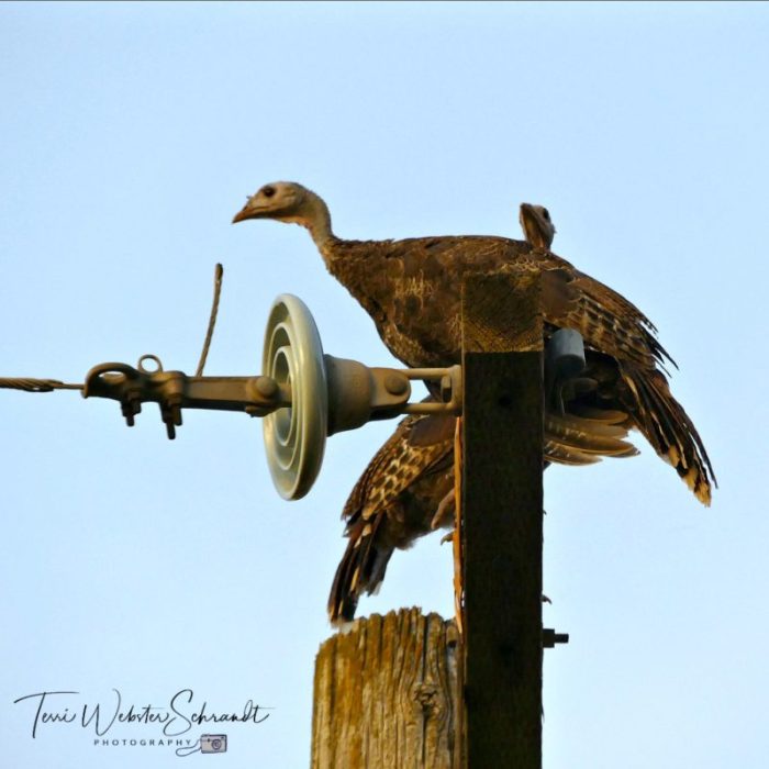 roosting turkeys