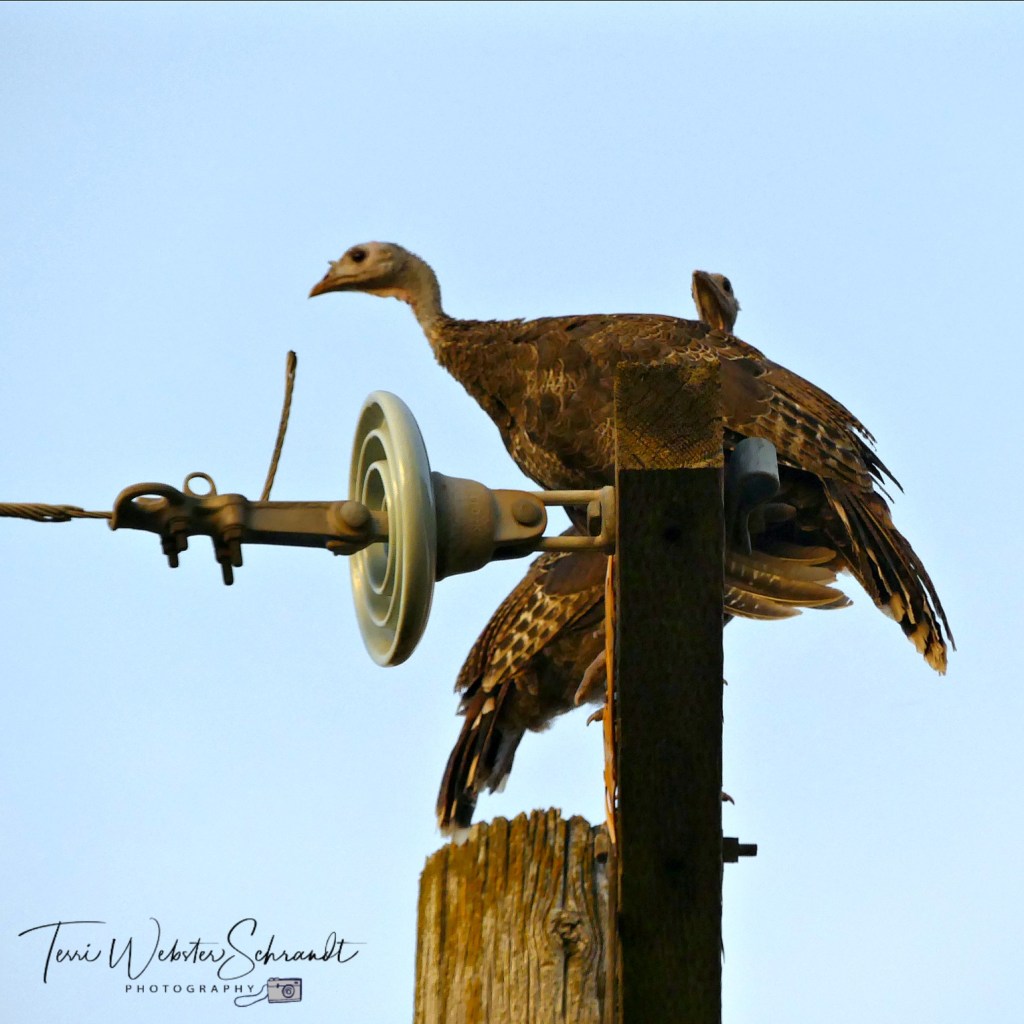 roosting turkeys