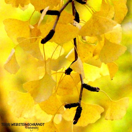 yellow ginkgo leaves