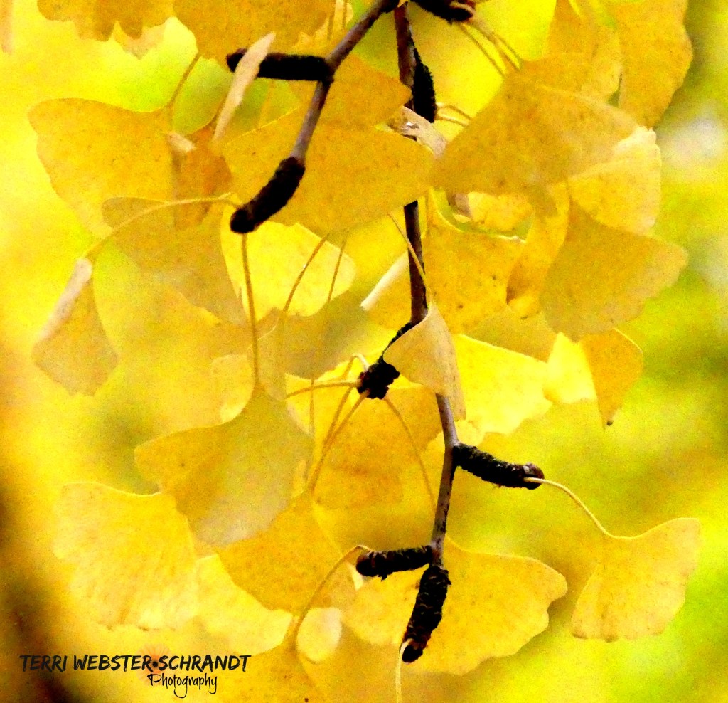 Wordless Wednesday: Whispers of the&nbsp;Ginkgo