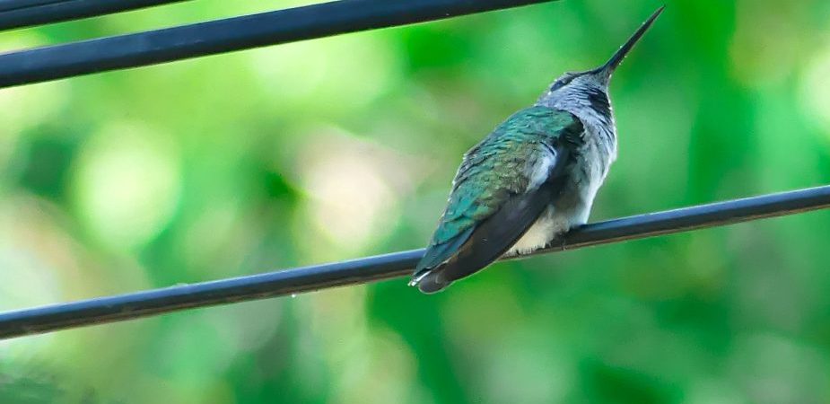 Perched hummingbird