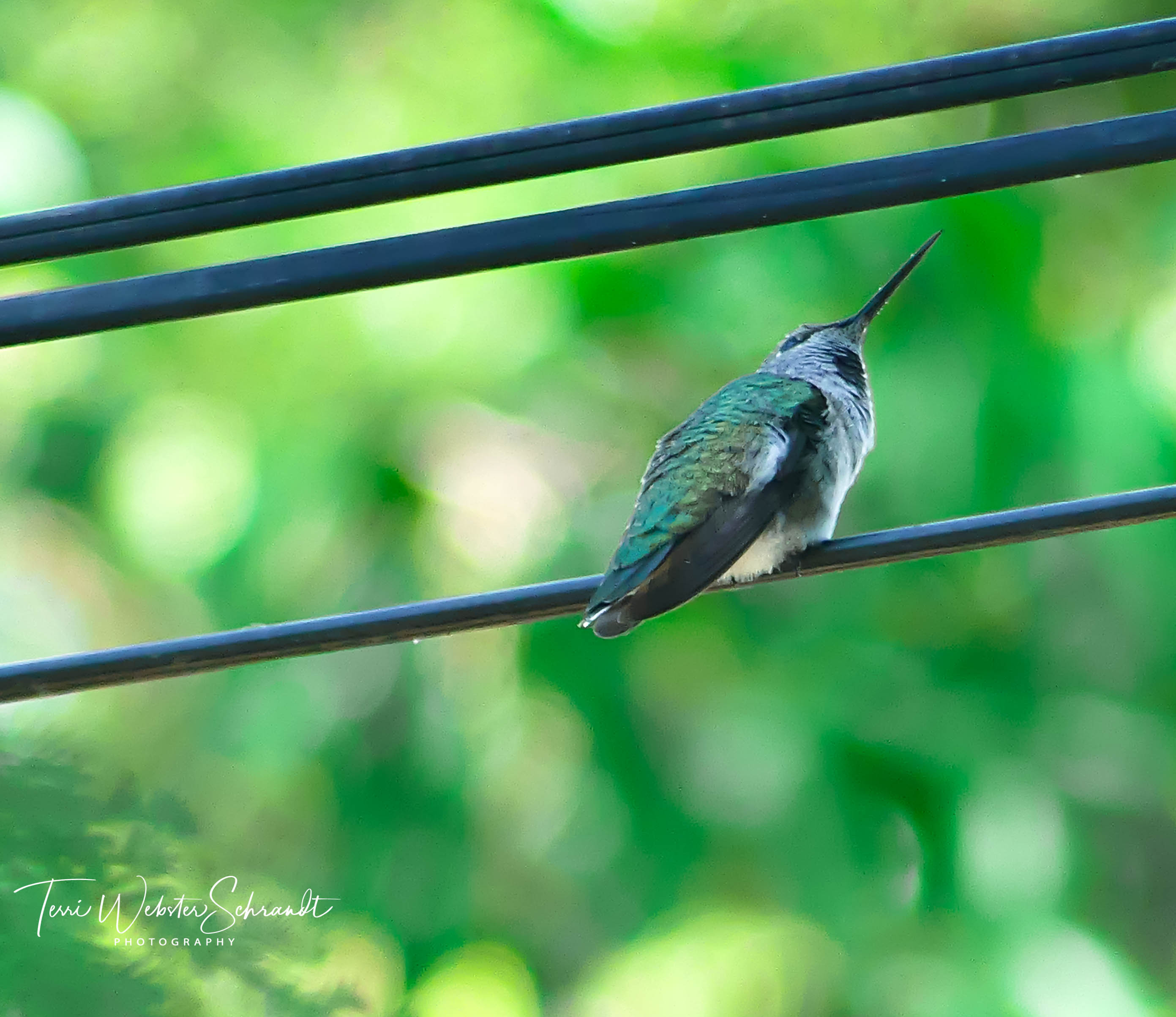 Perched hummingbird