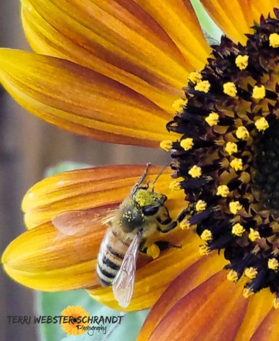 Bee on sunflower macro
