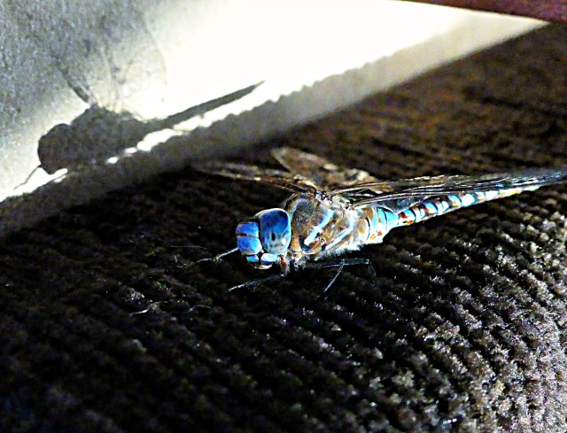 Dying Dragonfly