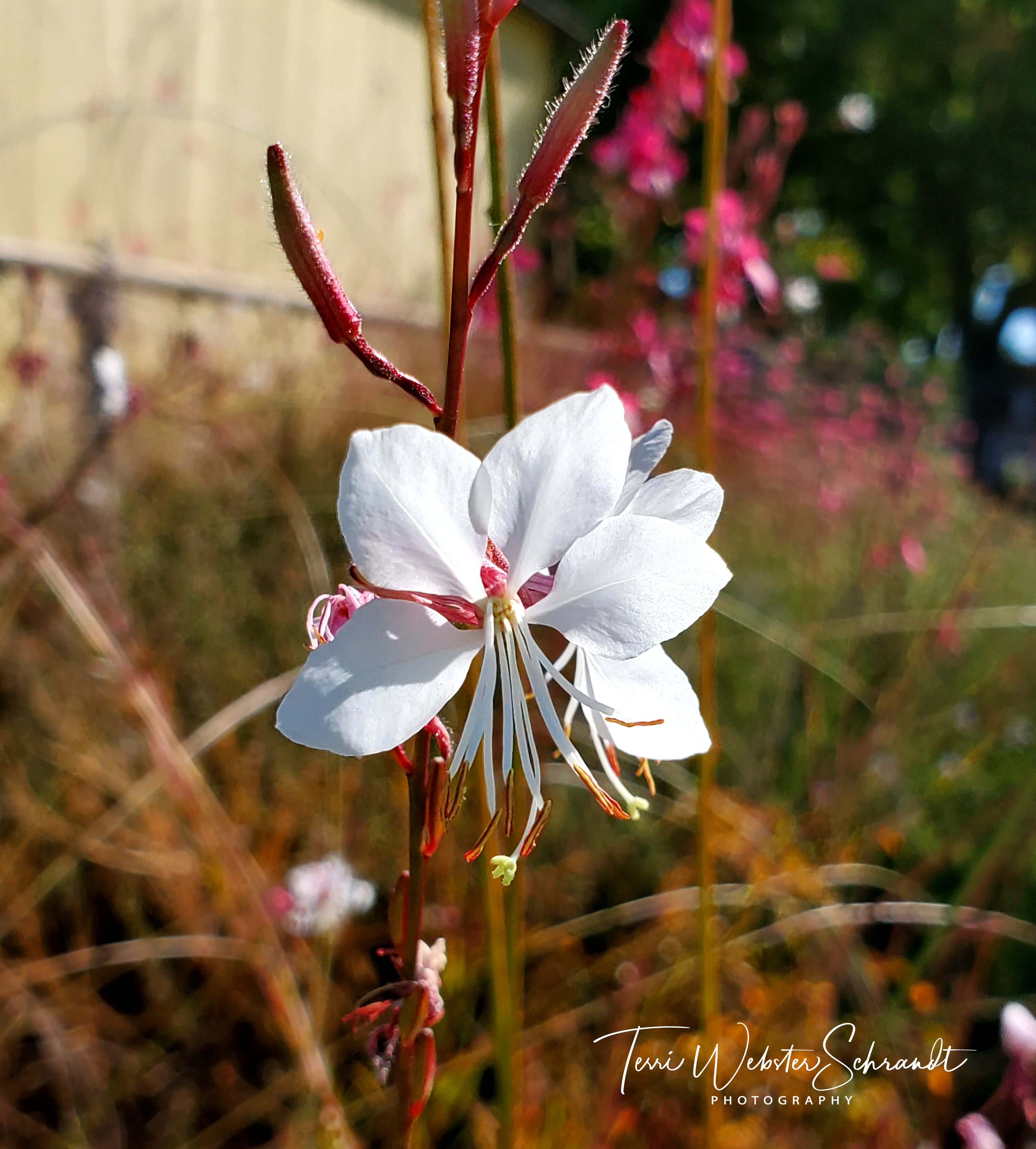 white bee blossom