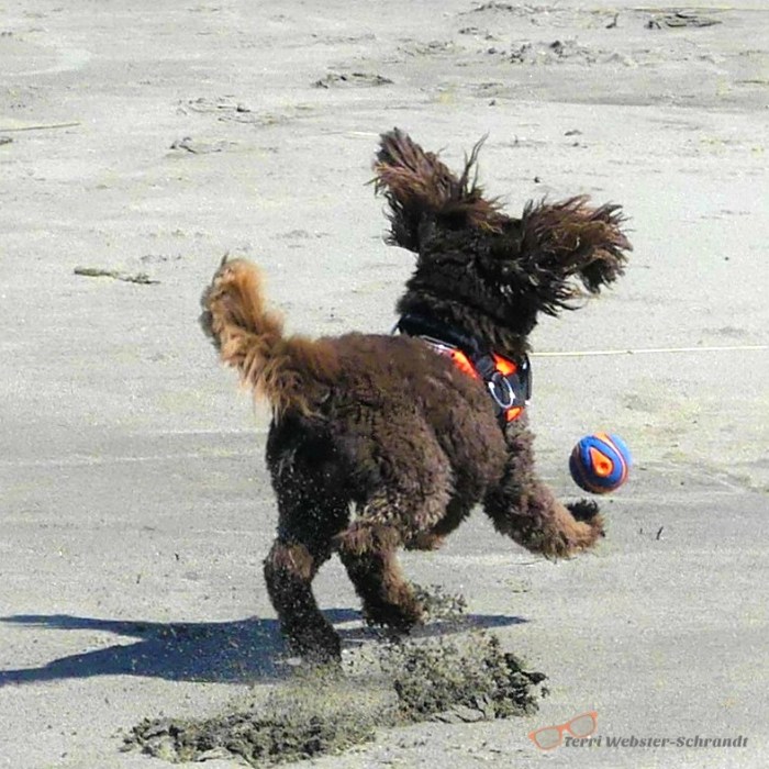 Aero the dog chases the ball on the beach