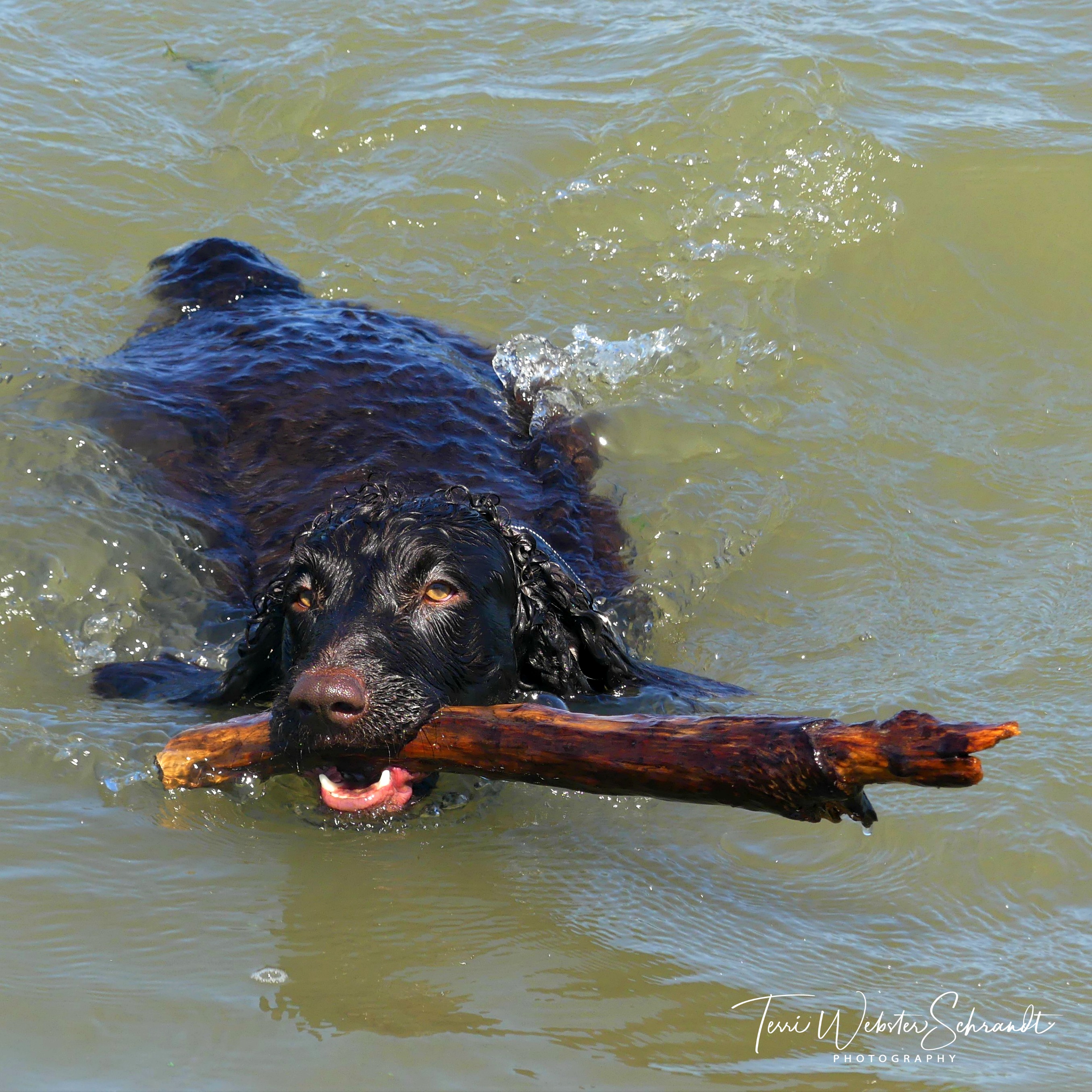 Brodie swims for the stick
