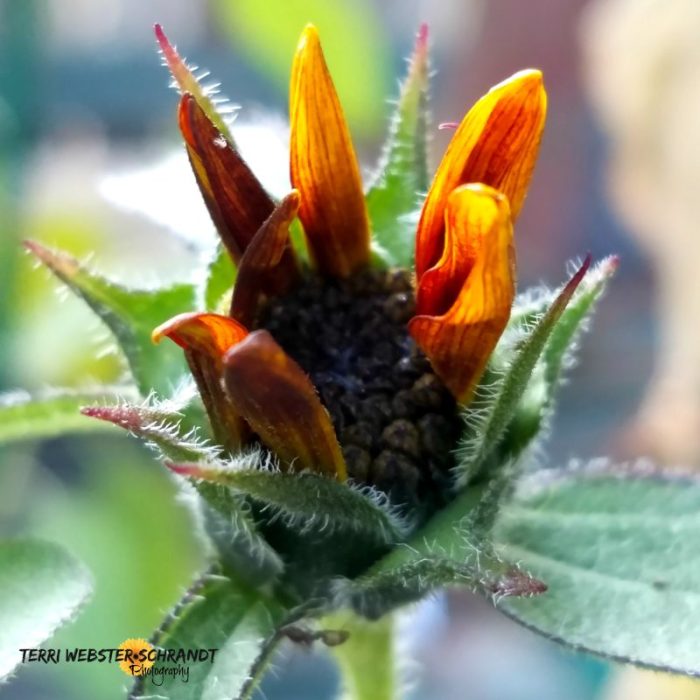 summer's end signs of autumn