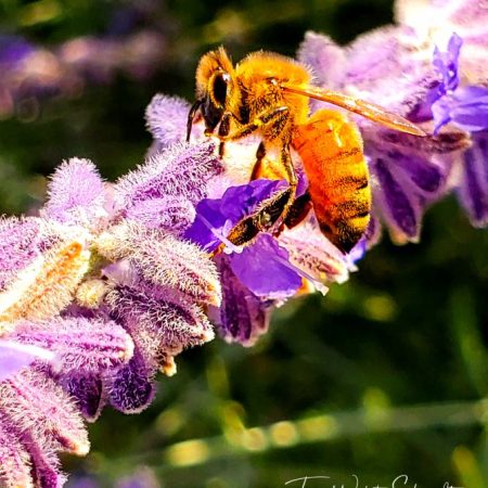 Bee on Lavender